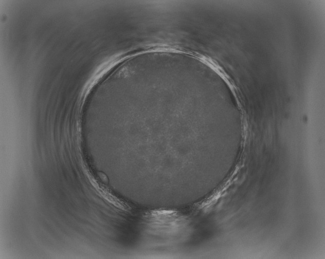 X0000066000055200603031231