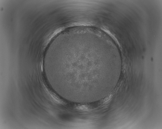 X0000066000062200603031231