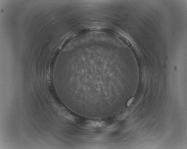 X0000066000073200603031231