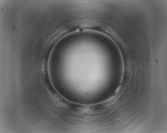 X0000066000074200603031231