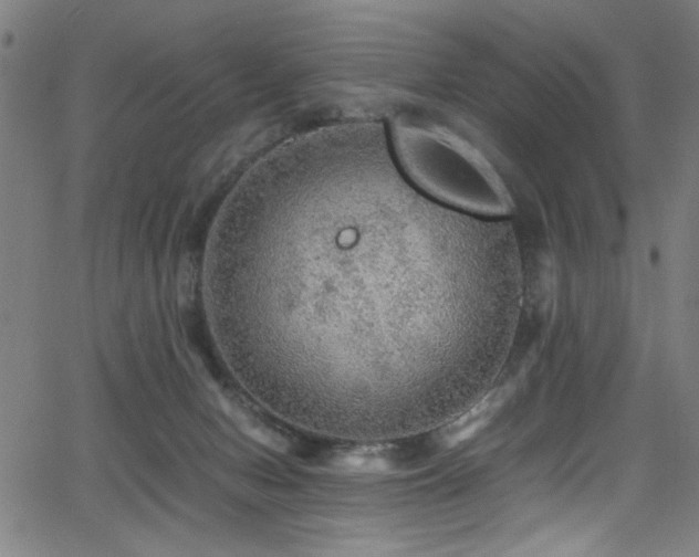 X0000066000078200603031231