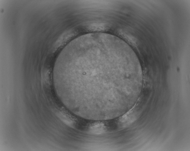 X0000066000162200603031229