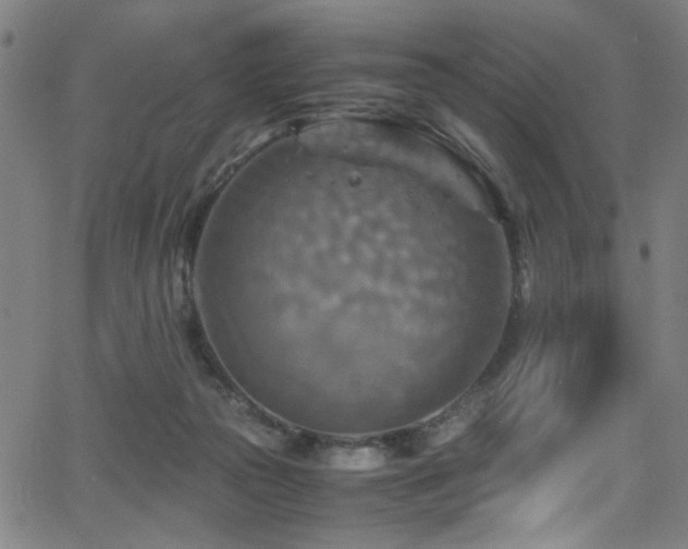 X0000066000169200603031229