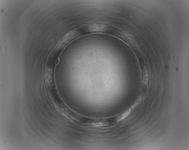 X0000066000171200603031229