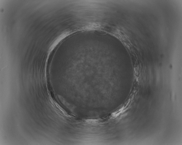 X0000066000196200603031229