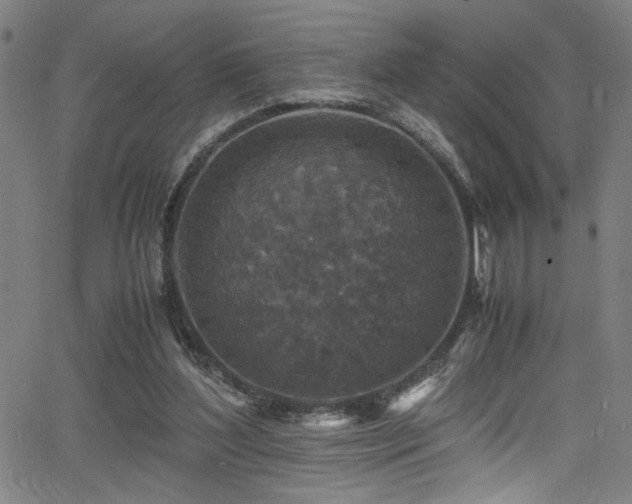 X0000066000204200603031229