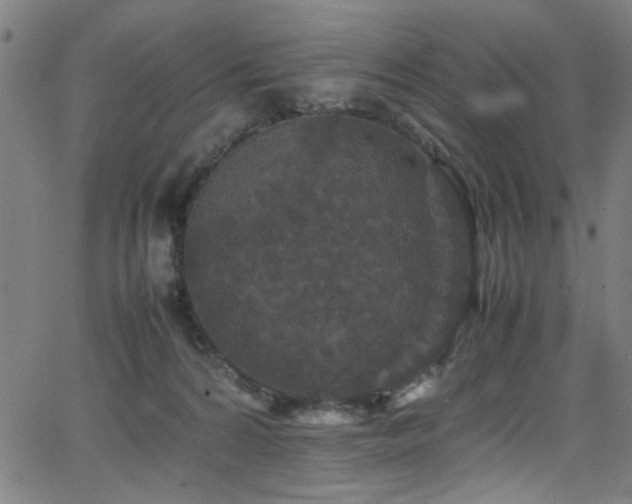 X0000066000224200603031229