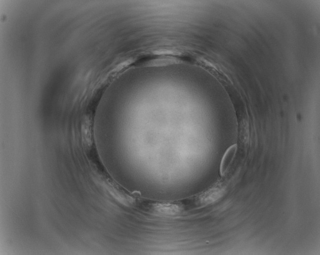 X0000066000234200603031228