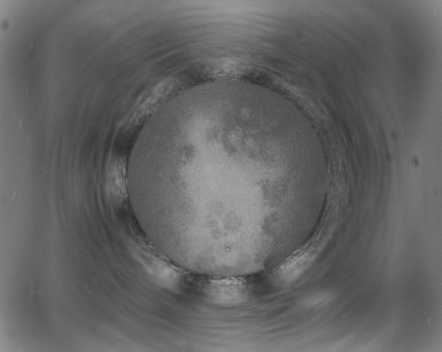 X0000066000240200603031228