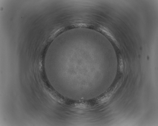 X0000066000259200603031228