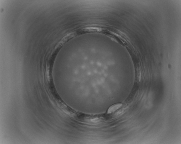 X0000066000267200603031228