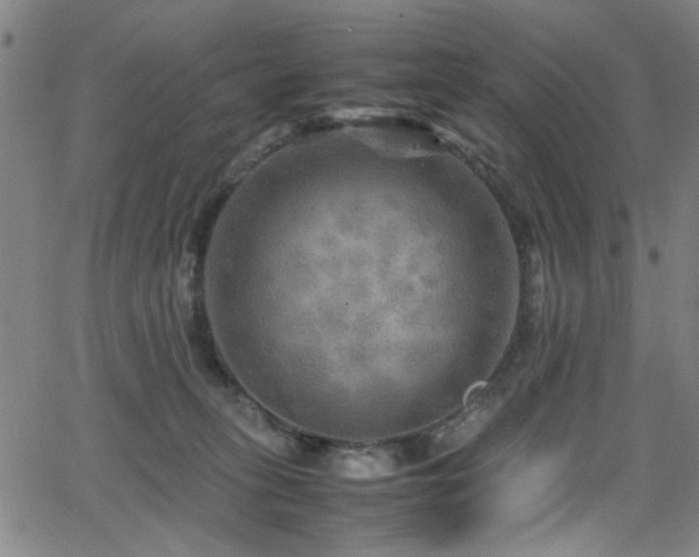 X0000066000275200603031228