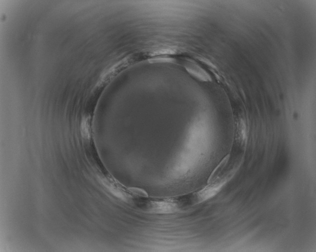 X0000066000286200603031228