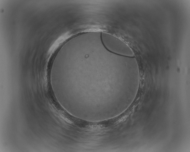 X0000066000296200603031227