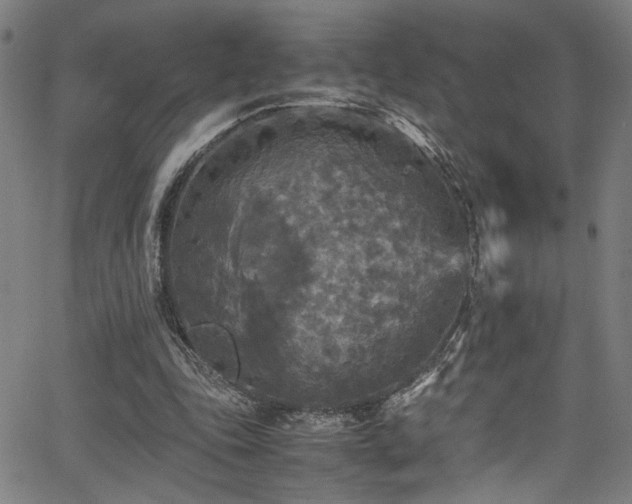 X0000066000343200603031226