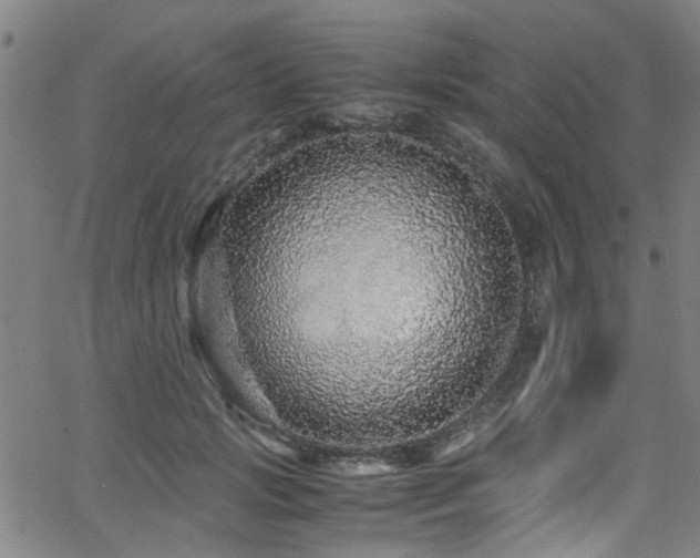 X0000066000749200603031220