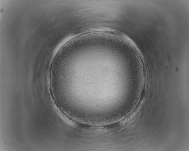 X0000066000811200603031219