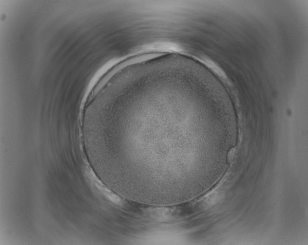 X0000066001248200603031213