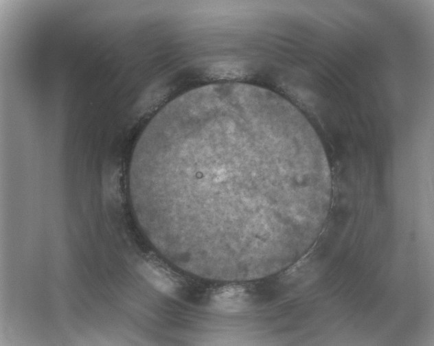 X0000066000162200603061332