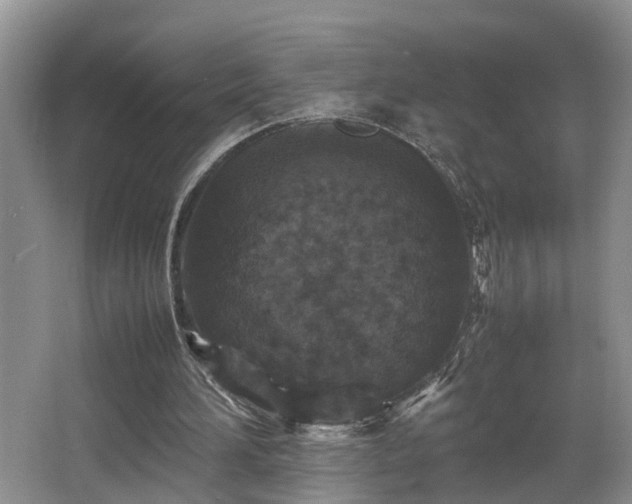 X0000066000196200603061332