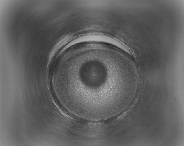 X0000066000245200603061331