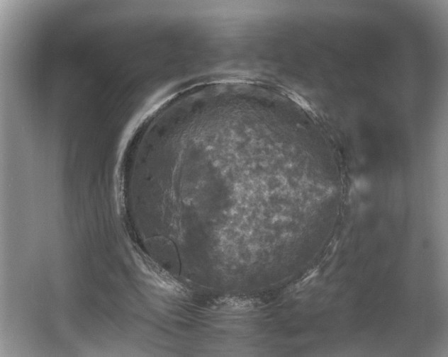 X0000066000343200603061329