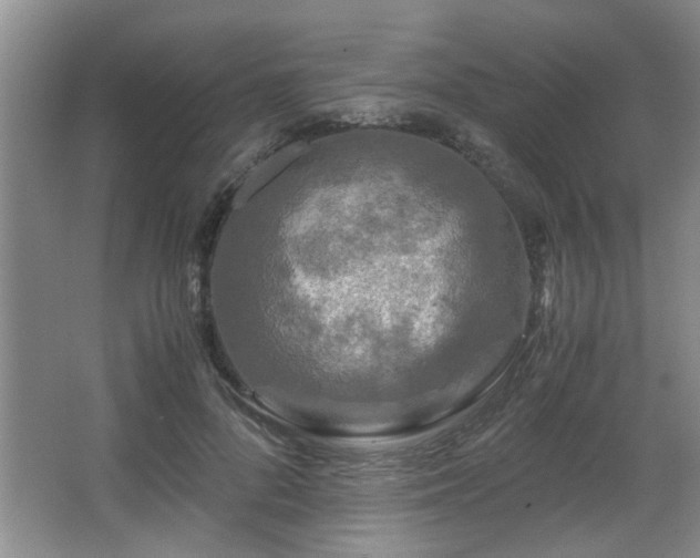 X0000066000696200603061324