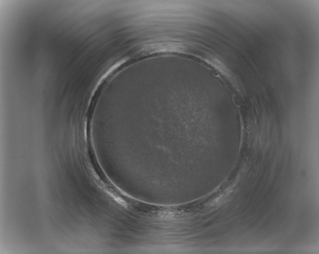 X0000066000790200603061322