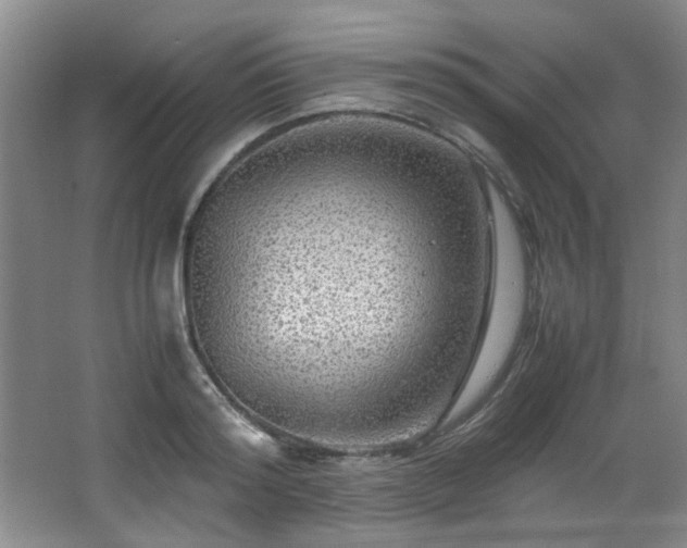 X0000066000796200603061322