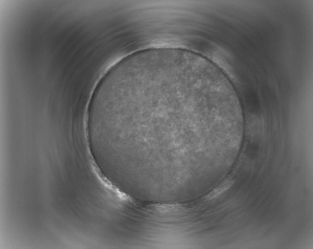 X0000066000856200603061321