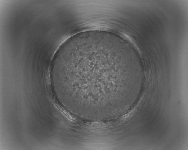 X0000066000875200603061321