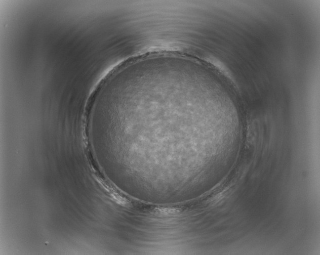 X0000066000878200603061321