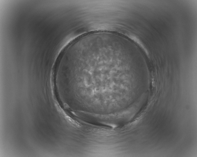 X0000066000983200603061319