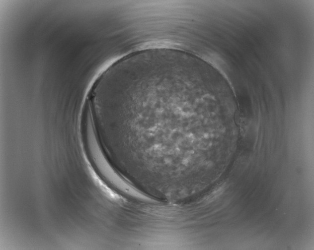 X0000066000995200603061319