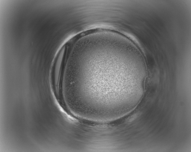 X0000066000999200603061318