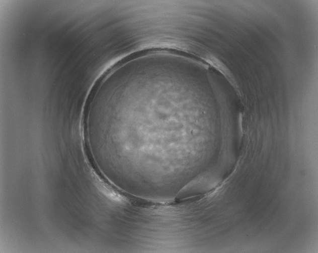 X0000066001028200603061318