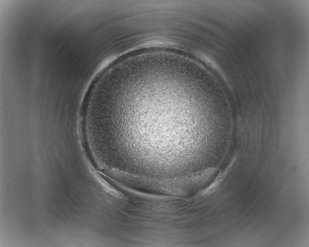 X0000066001029200603061318