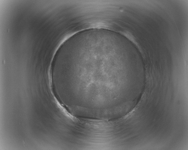 X0000066001032200603061318