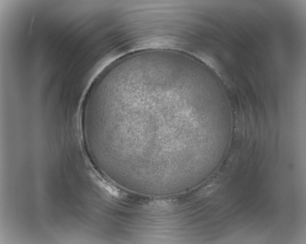 X0000066001078200603061317