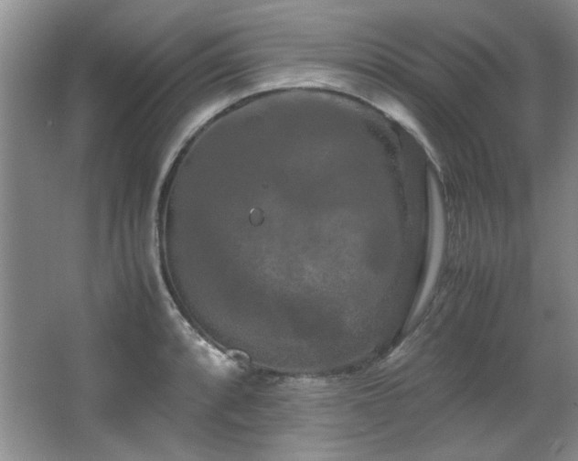 X0000066001088200603061317