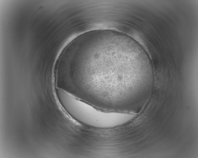 X0000066001096200603061317