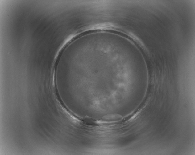 X0000066001224200603061315