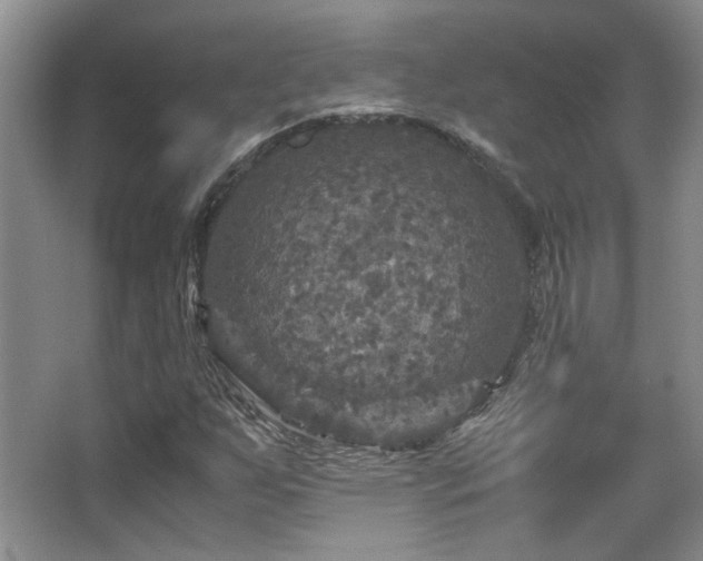 X0000066001255200603061314