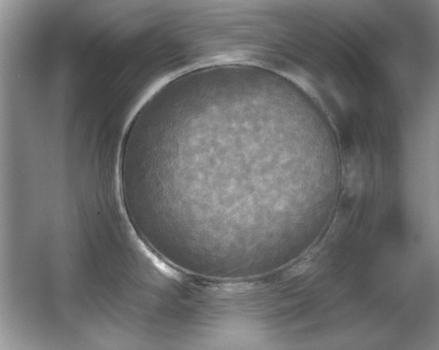 X0000066001294200603061313