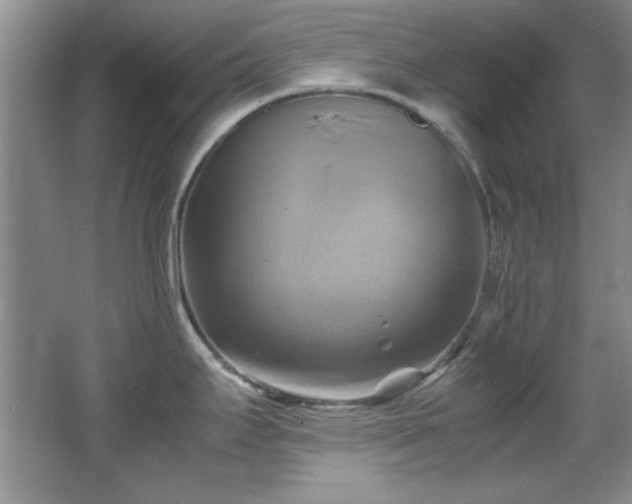 X0000066001295200603061313