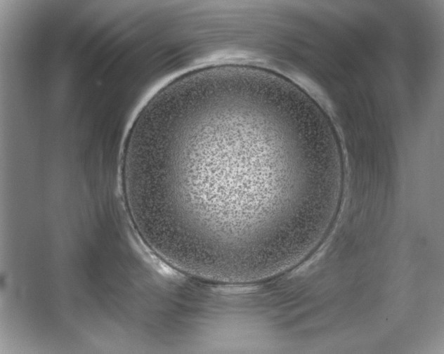 X0000066001296200603061313