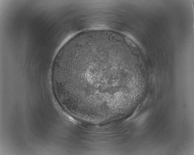 X0000066001325200603061313