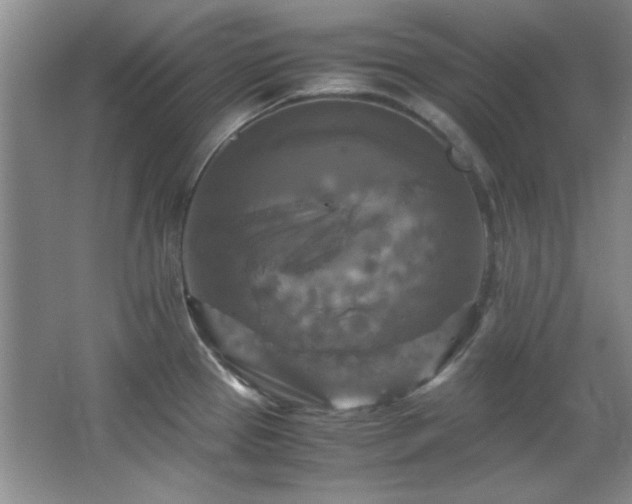 X0000066001337200603061313