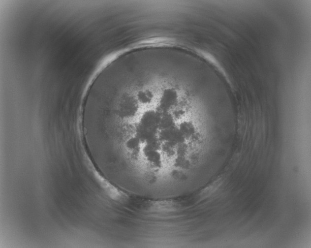 X0000066001421200603061312