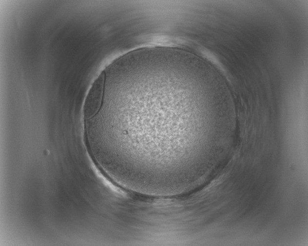 X0000066001479200603061310